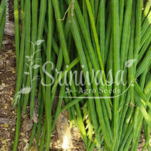 Moringa / Drumstick